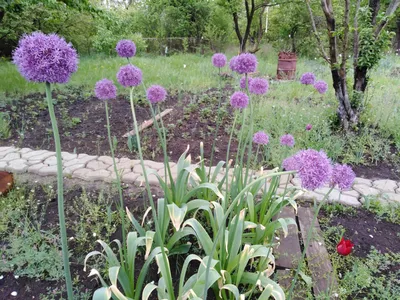 Купить Лук репчатый Глобо недорого по цене 33руб.|Garden-zoo.ru