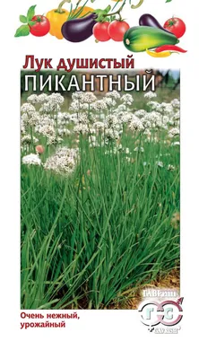 Купить лук душистый пикантный - Доставка по Самаре и всей России |  Интернет-магазин семян «Усадьба»