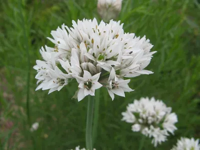 Лук душистый (Allium odorum) – семена