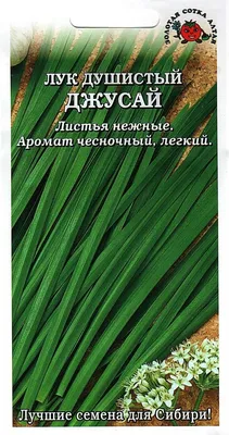 Лук душистый Пикантный 0,5 г Русский огород купить недорого в  интернет-магазине товаров для сада Бауцентр