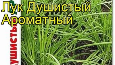 Купить Лук Душистый (Allium odorum) от 399 руб. в интернет-магазине  Архиленд с доставкой почтой по Москве и в регионы