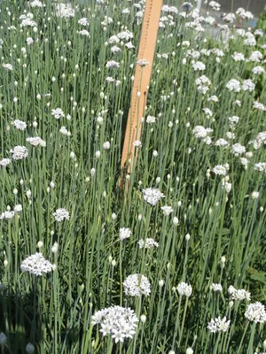 Лук душистый (Allium odorum) - Лук душистый - Лук - Многолетники - По виду  - Каталог - LESKOVO-PITOMNIK.ru