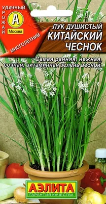 Лук душистый \"Чесночный аромат\" купить по цене 50 ₽ в интернет-магазине  KazanExpress