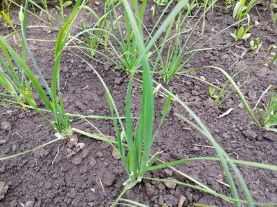 Лук душистый (Állium ramósum) - Купить саженцы Лука душистого в  интернет-магазине ТД Гридино. Большой выбор, низкие цены, с доставкой по  всей России.