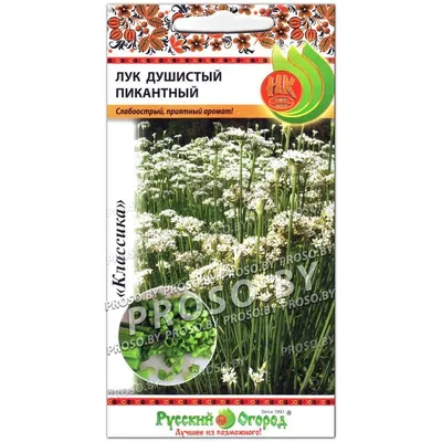 Лук-чеснок, лук душистый, китайский чеснок - растение, которое люблю |  уДачный проект | Дзен