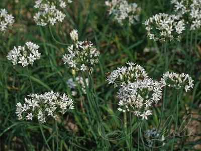 Лук душистый (Allium odorum) - Лук душистый - Лук - Многолетники - По виду  - Каталог - LESKOVO-PITOMNIK.ru