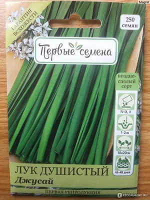 Лук Джусай душистый 0,5 гр.(ЕС)