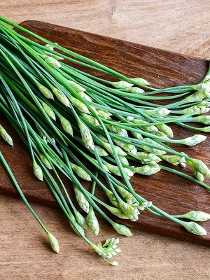 Лук чесночный Джусай (Jusai)