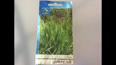 Лук Порей, 1 кг – купить с доставкой по Москве и России | Эко-Маркет  DELICITY.ru