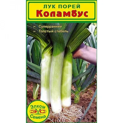 Лук порей Голиаф 1г, семена | Купить в интернет магазине Аэлита