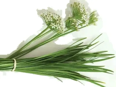 Купить Лук порей Страус 0,5гр недорого по цене 27руб.|Garden-zoo.ru