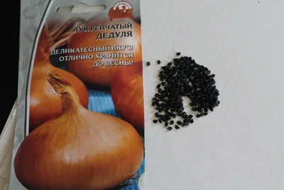Полезный и вкусный лук-порей - Kaufbei
