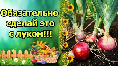 Лук репчатый «Ред Барон»