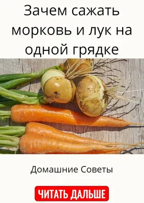 7dach - Зачем сажать морковь и лук на одной грядке 📌 Сохраните, чтобы не  потерять Лук и морковь — самые распространенные и дружественные культуры на  наших дачах. Самое лучшее решение — сажать