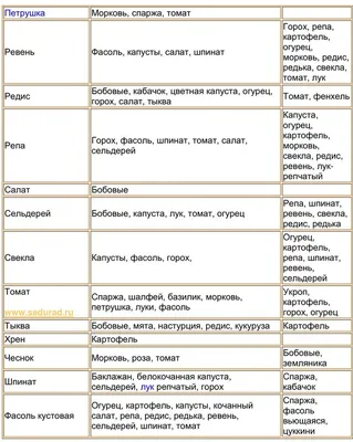 Совместные посадки овощей на грядке: примеры и советы