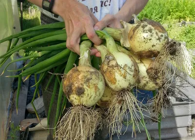 Совместимость посадки: что с чем сажать на огороде - Agro-Market