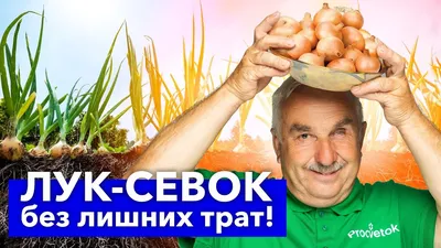 Совместная посадка лука и моркови - отзывы отрицательные и положительные |  Сайт о саде, даче и комнатных растениях.