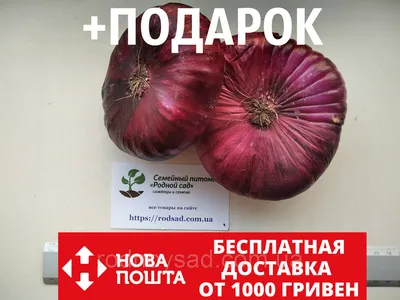 Лук ялтинский, салатный (Крым) купить в Москве с доставкой на дом по цене  210 руб Интернет-магазин Fish Premium