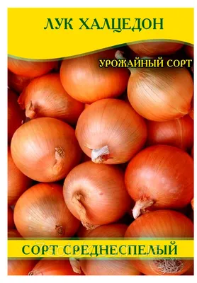 Семена \"Лук Халцедон\" 5 гр. купить в Могилеве