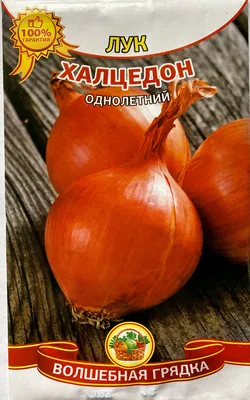Семена лука Халцедон 1 г СЦ Традиция купить в Украине с доставкой | Цена в  Svitroslyn.ua