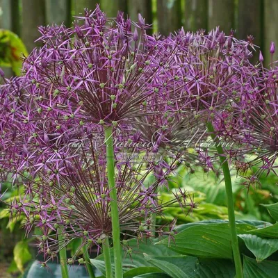 Лук декоративный (Аллиум) Кристофа / (Allium christophii) - Аллиумы  (Декоративные луки) - купить недорого аллиум в Москве в интернет-магазине  Сад вашей мечты