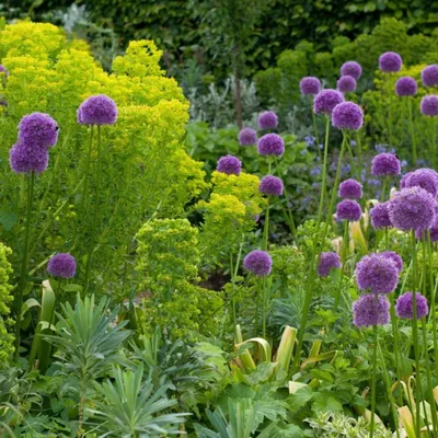 Лук Христофа Allium cristophii