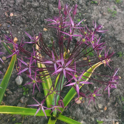 Вертикордия — Лук Христофа (Allium cristophii)