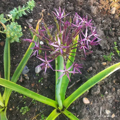 Вертикордия — Лук Христофа (Allium cristophii)