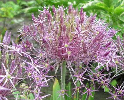 Allium christophii - Лук Христофа | Потрясающий невысокий лу… | Flickr