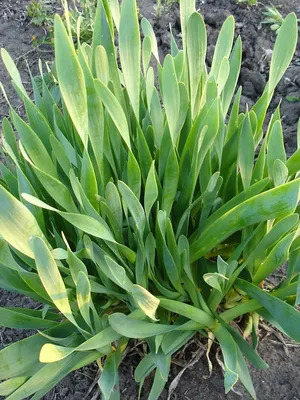 Лук слизун (Allium Nutans)