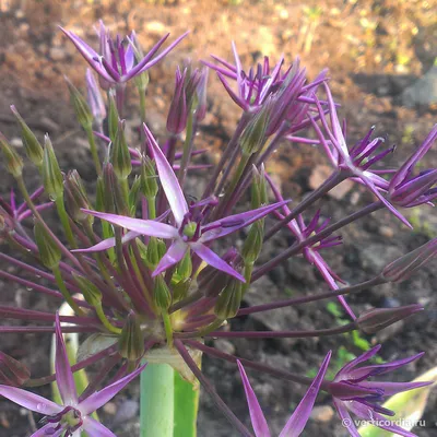 Вертикордия — Лук Христофа (Allium cristophii)