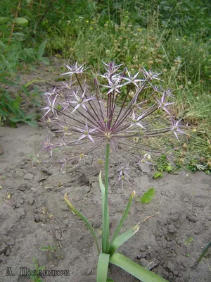 Лук декоративный Аллиум Христофора Allium Christophii (луковицы): продажа,  цена в Одессе. Семена и клубни трав и цветов от \"\"УЮТ-МАРКЕТ\"  интернет-магазин\" - 1858279395