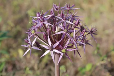 Лук Кристофа (Allium cristophii) | BOTSAD.BY