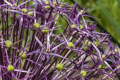 Лук-слизун или Лук поникающий ( Allium nutans) — многолетнее травянистое  растение. Цветущая головка крупно Stock Photo | Adobe Stock
