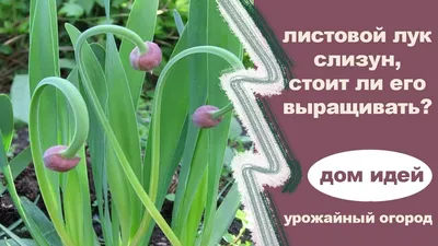 Аллиум - декоративный лук невероятной красоты