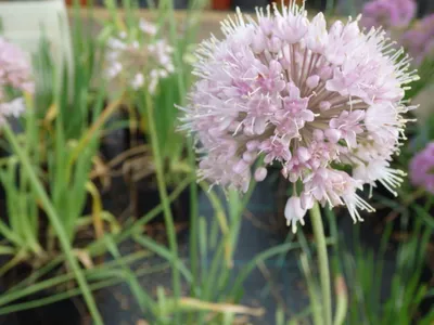 📷 Лук Кристофа (Allium cristophii)