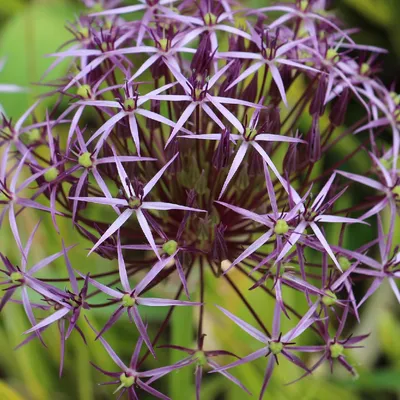 Лук Христофа (Allium cristophii) - PictureThis