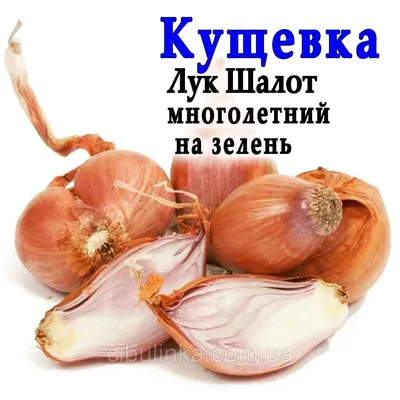 Лук севок Кущевка длинный, 1 кг: продажа, цена в Обухове. Комплексные  удобрения от \"ᐉ АгроМагазин Цыбулинка (Все для Сада и Огорода)\" - 681446561