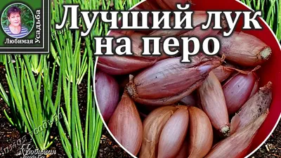 Продам лук кущевка, купити лук кущевка — Agro-Ukraine