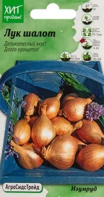Семена «Лук-шалот Изумруд» 0,3 г АСТ с бесплатной доставкой на дом из  «ВкусВилл» | Санкт-Петербург