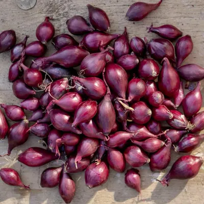 Купить Семена - Лук шалот Сорокозубка 0,25 г. ❱❱ Колибри-маркет ❰❰❰