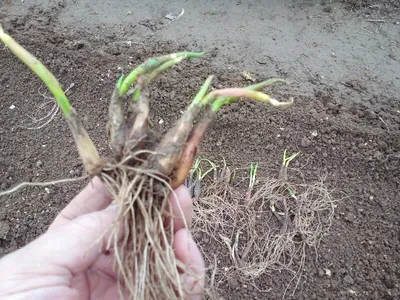 Когда и как правильно весной сажать лук в открытый грунт - Agro-Market
