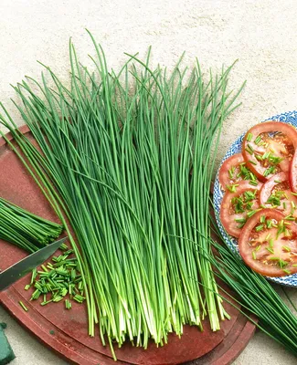 Лук репчатый (Allium cepa) - PictureThis
