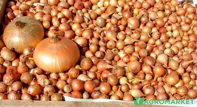 Лук слизун Лидер (ID#220966547), цена: 0.88 руб., купить на Deal.by
