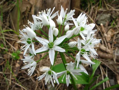 Лук декоративный (Аллиум) медвежий / (Allium ursinum) - Аллиумы  (Декоративные луки) - купить недорого аллиум в Москве в интернет-магазине  Сад вашей мечты