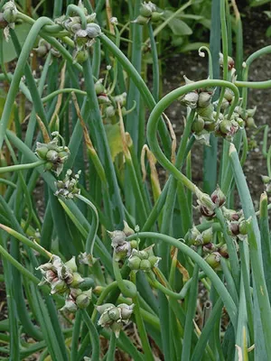 Многоярусный лук семена (Allium proliferum) - Цена: €7.95