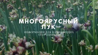 Лук многоярусный 100 г. – купить за 117 ₽ | Сияние