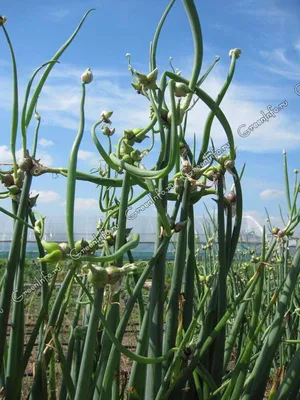 Лук многоярусный - Лук - Луковичные культуры - Овощные культуры -  GreenInfo.ru