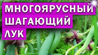 Лук многоярусный, раньше я такого не видела | Блогер с Алтая | Дзен