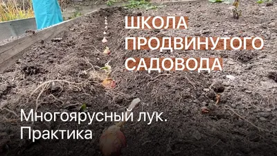 лук-многоярусный 5 — купить в Красноярске. Овощи на интернет-аукционе Au.ru